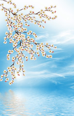 Wall Mural - Flowering branch of apricot