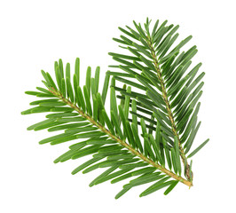 fir tree branch isolated on white