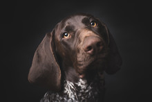 German Shepherd Dog Studio Portrait Over Black Background