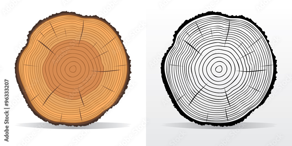 Tree rings and saw cut tree trunk - obrazy, fototapety, plakaty 