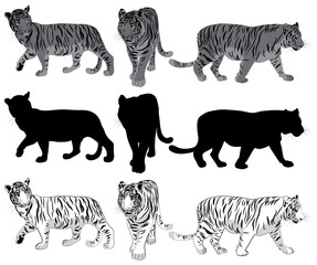 Wall Mural - Set of walking Tigers