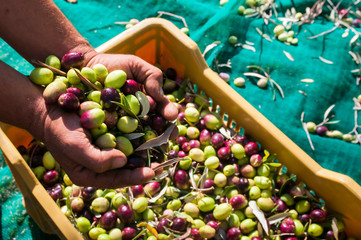 Wall Mural - Hands of a picker holding a  handful of just picked olives