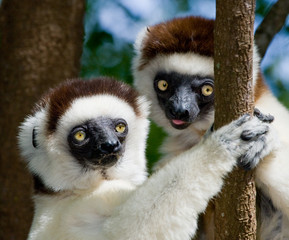 Wall Mural - Two Dancing Sifakas are sitting on a tree. Madagascar. An excellent illustration.