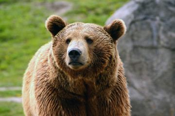 Wall Mural - grizzly bear in meadow