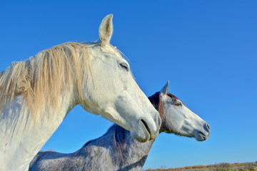 Canvas Print - chevaux camarguais blanc et gris