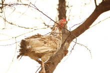 Hen At Rural Area