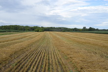 After The Harvest - A Field Of Stubble From Harvested Wheat Crop