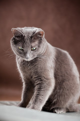 Wall Mural - Russian Blue Cat, studio shot