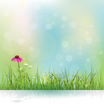 Vector Illustration Spring Nature Field, Green Grass, White Flowers Meadow And Echinacea ( Purple Coneflower) Flower With Shadow. Water Drops On Green Leaves With Bokeh On Blue-green Color Background.