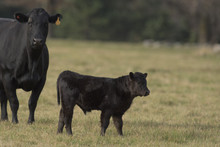 Black Angus Cow And Calf