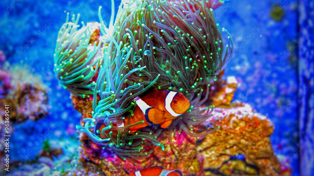 Clownfish in marine aquarium - obrazy, fototapety, plakaty 