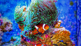 Fototapeta Fototapety do akwarium - Clownfish in marine aquarium