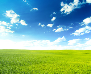 Wall Mural - green field under blue sky with white clouds