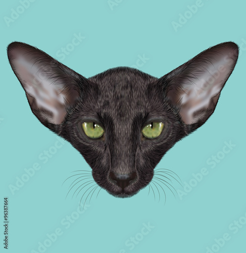 Oriental Shorthair Purebred Cat Animal Cute Face Illustrated