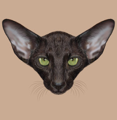 Oriental shorthair purebred cat animal cute face. Illustrated adorable oriental black kitten head portrait. Realistic fur portrait of oriental green eyes black kitty isolated on beige background.