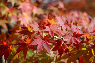 maple