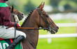© Gabriel Cassan - close up of race horse on the track