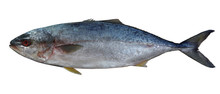 Yellow-bellied Tuna