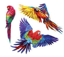 Colorful Realistic Parrots Macaw