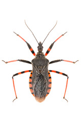 Wall Mural - The assassin bug Rhynocoris annulatus isolated on white background, dorsal view.