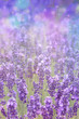 Beautiful artistic background with bokeh lights and lavender