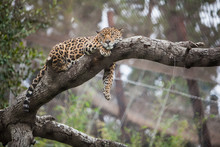 Cheetah Sleeping On The Tree In Zoo