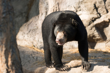 Poster - malayan sunbear