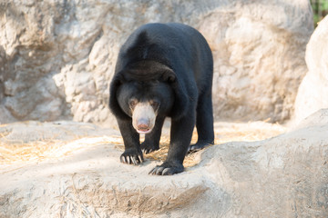 malayan sunbear