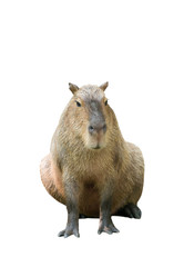 Sticker - capybara isolated