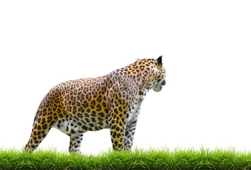 Sticker - leopard isolated