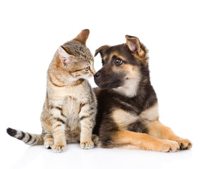 Poster - Dog and cat looking at each other. isolated on white background