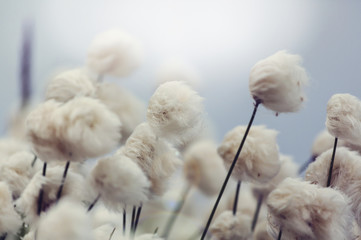 polar flowers