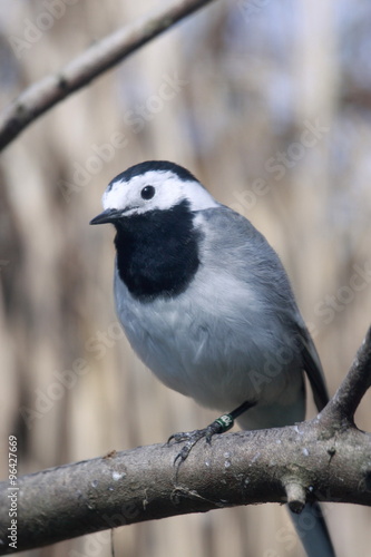 Uccello Ballerina Bianca Buy This Stock Photo And Explore Similar Images At Adobe Stock Adobe Stock