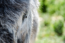Equus Africanus Asinus BURRO