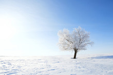 Winter Landscape With Lonely Tree And Snow Field