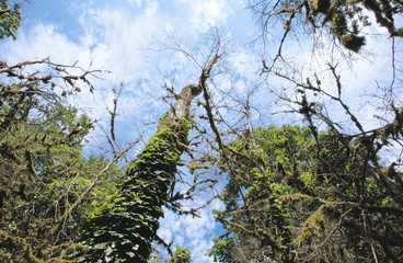 Poster - Yew-tree grove in Caucasian biosphere reserve, Khosta district of Sochi, Russia