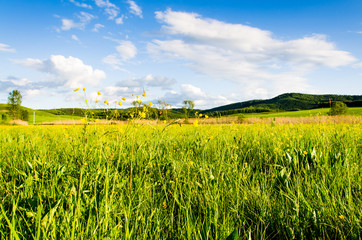 Wall Mural - green field