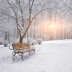 Wall Mural - Snow-covered trees and benches in the city park