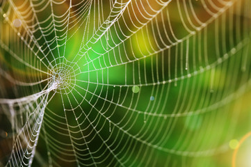 Spider web with colorful background