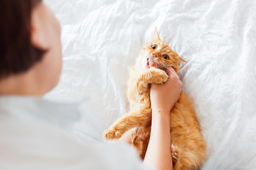 Wall Mural - Ginger cat bites woman's hand. The fluffy pet plays with woman on bed.