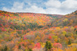 Fall Foliage in the Mountains of West Virginia along scenic high