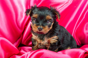 Portrait of  yorkshire terrier puppy, 2 months old on pink background