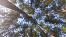 Nature View Looking Up At Forest Canopy Of Evergreen Trees