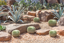 Cactus In Botanical Garden, Model Of Desert Garden.