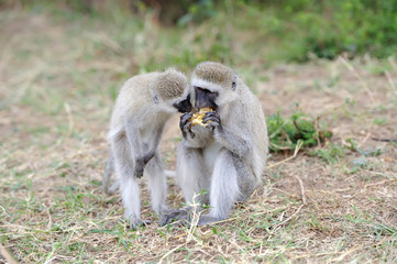 Wall Mural - Vervet Monkey eat apple