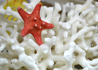 Wall Mural - corals starfish