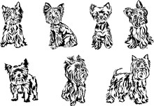 Yorkshire Terrier, Graphics