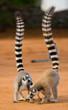 Two ring-tailed lemurs standing on the ground. Madagascar. An excellent illustration.