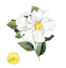 White Flower. Watercolor Botanical Illustration