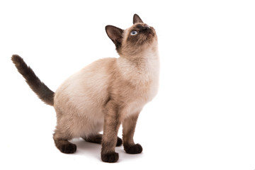 Poster - Siamese cat